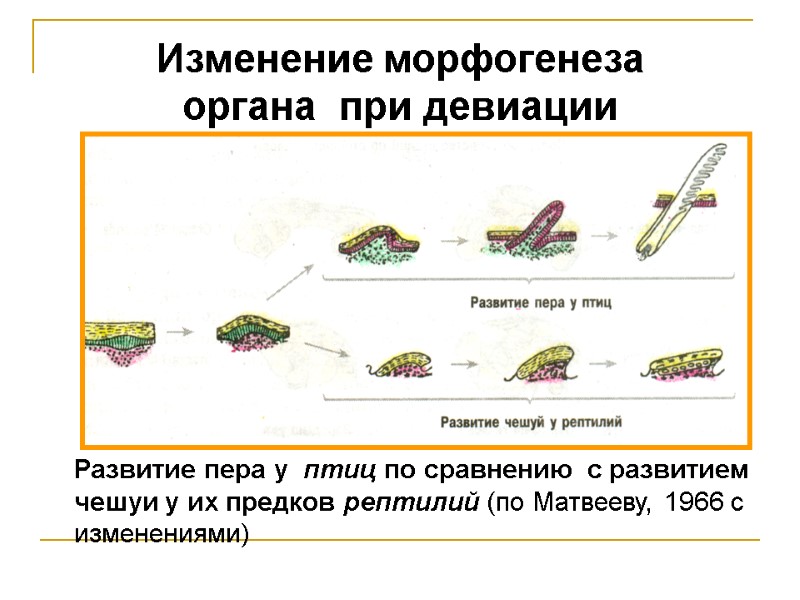 Развитие пера у птиц по сравнению с развитием чешуи у их предков Развитие пера у птиц по сравнению с развитием чешуи у их предков